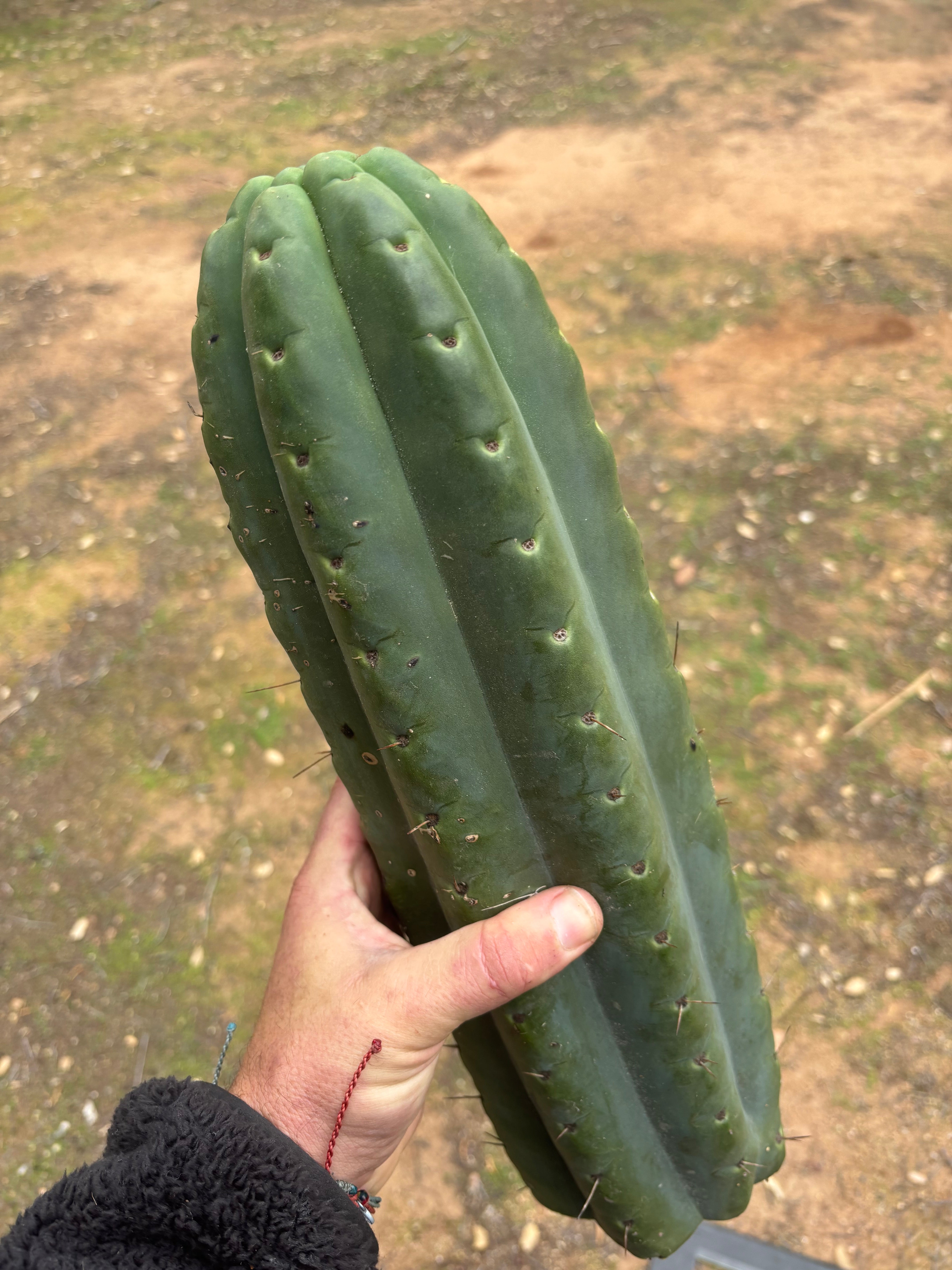 💎🌶️ SS02 x Yowie — MASSIVE 15” Tip