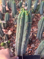 👑🌶️🌶️ Pala — Another 9” Tip