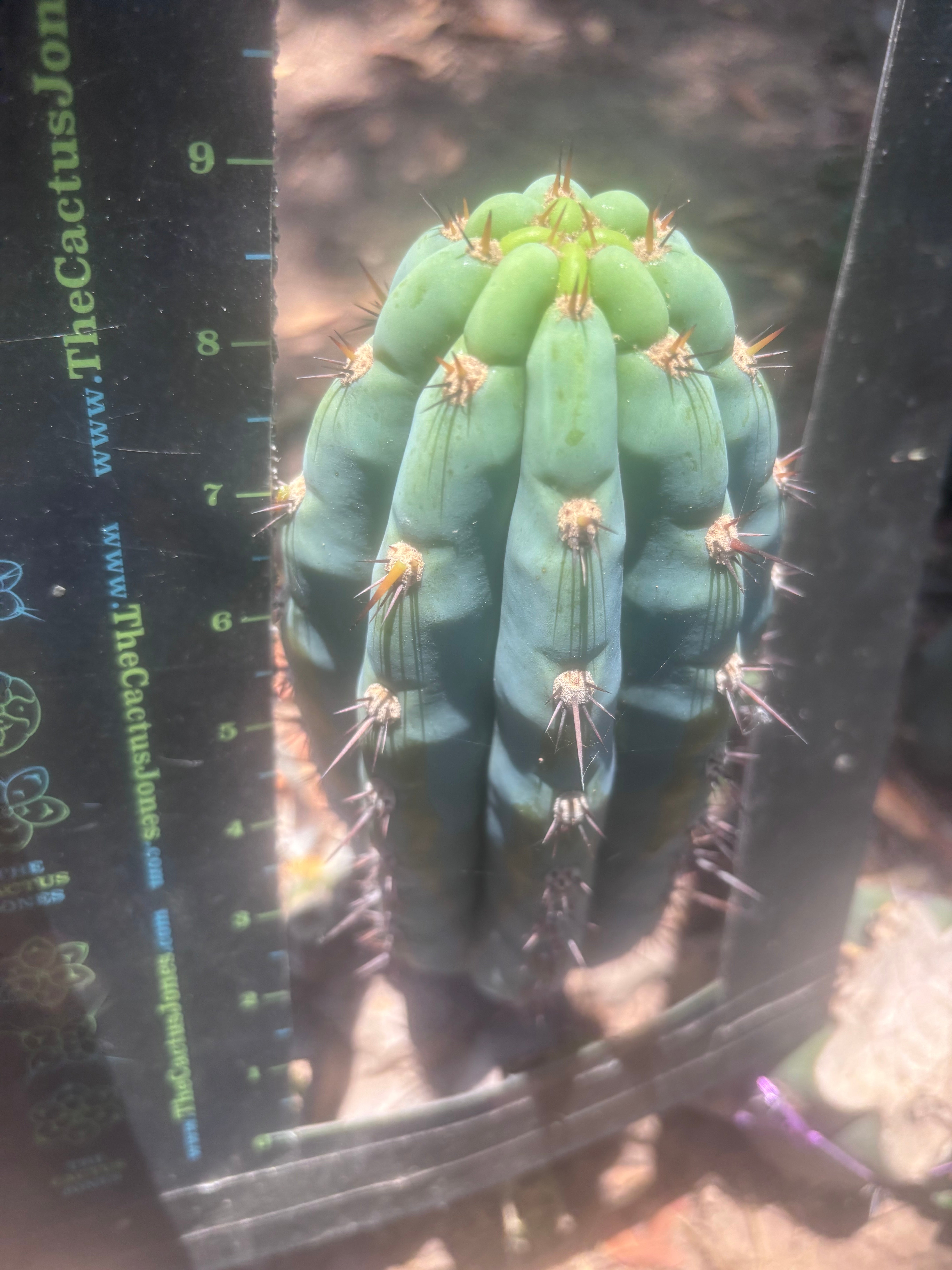 👑💎 Los Gentiles — Flawless 8.5” Pup