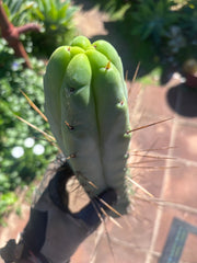 👑🌶️🌶️ Eileen —  13” Pup