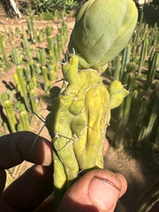👑💎🌶️🌶️ TBMC — Small 6” Cutting