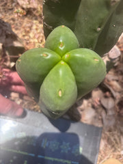 👑💎 MBxBB Scop — Plump 9” Fourwang Tip