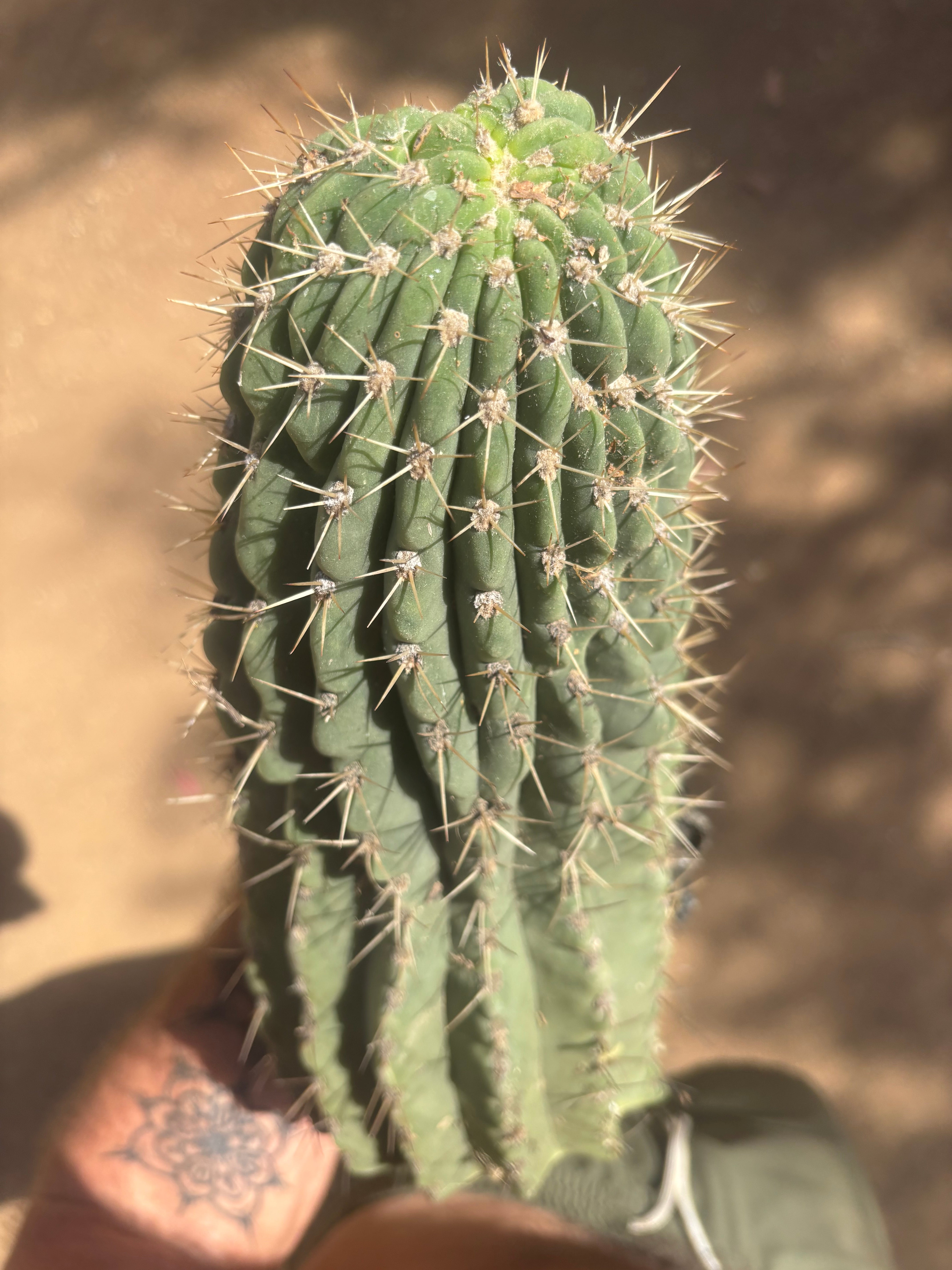 💎👑💎 Meatwad  — Massive 15” Tip