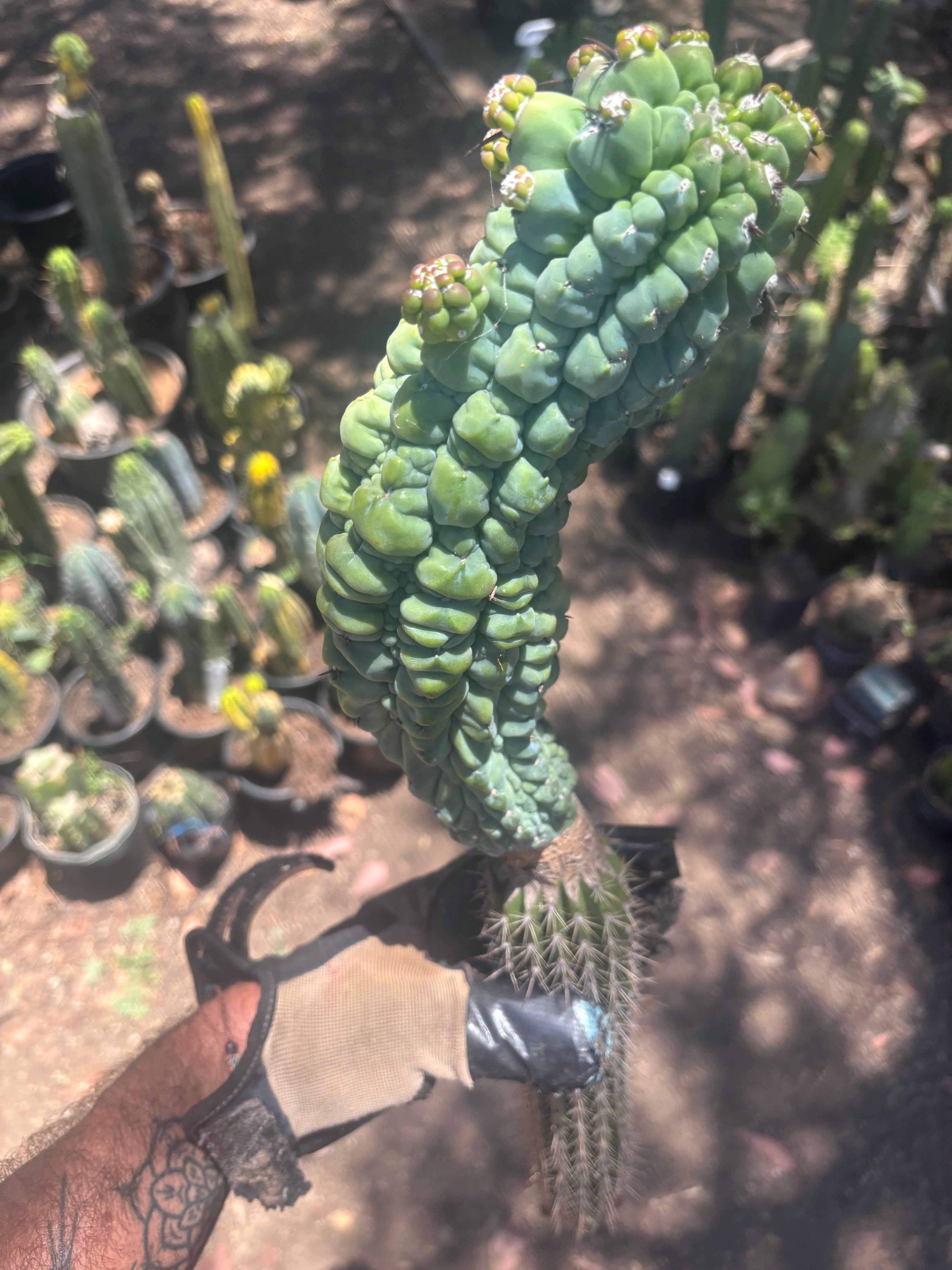 💎👑 Glorp —  XL Pupsploding Graft