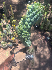 💎👑 Glorp —  XL Pupsploding Graft