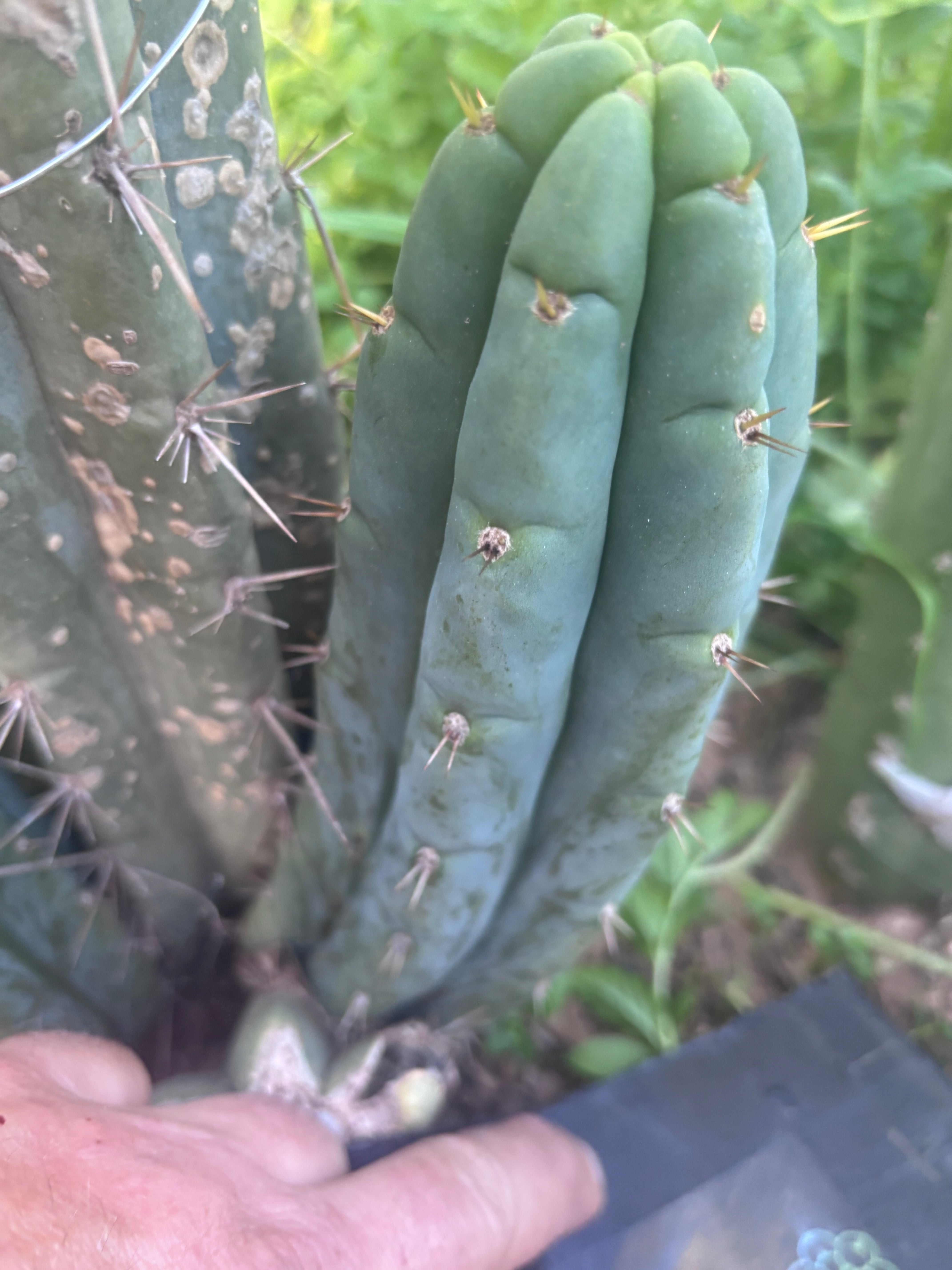 💎👑🌶️🌶️ Austy’s Bomb — 7” Tip