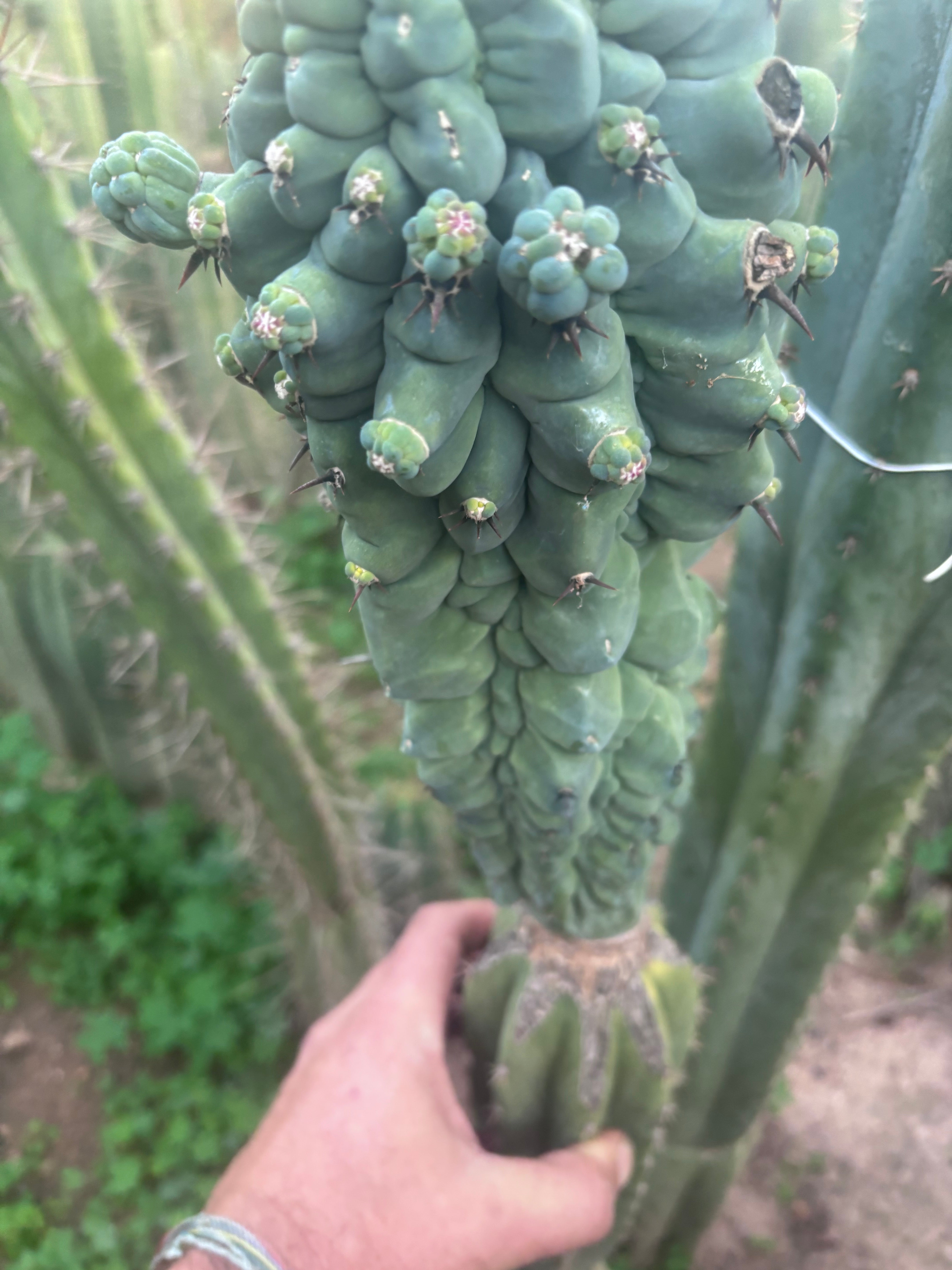 💎👑💎 Glorp — XXL Pupsplosion Graft (Re-Listing)