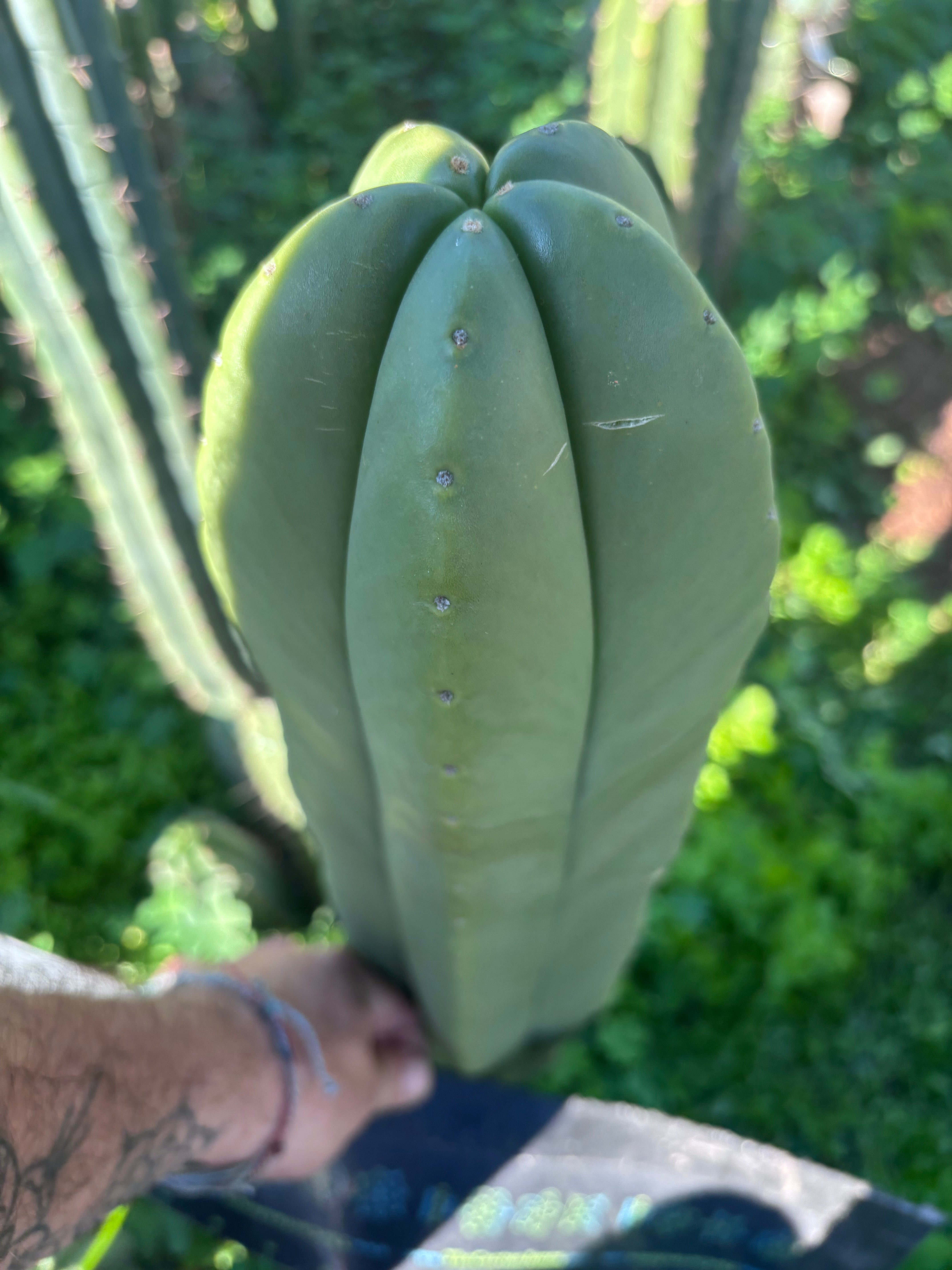 👑💎 Aussie Scop — XL Balloon 14” Tip