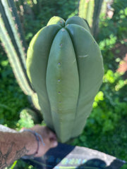 👑💎 Aussie Scop — XL Balloon 14” Tip