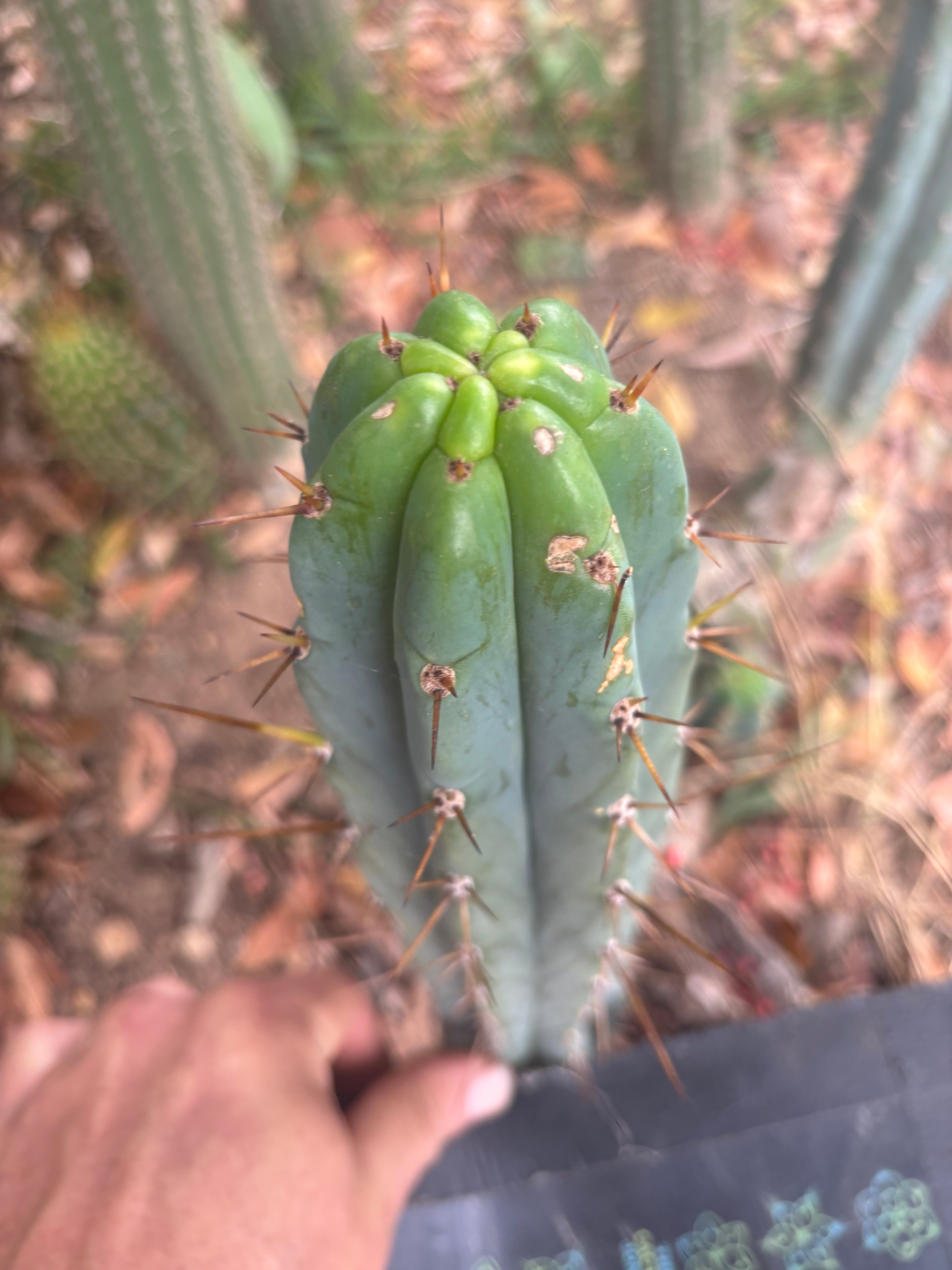 👑🌶️🌶️ Pala — 9” Tip Again