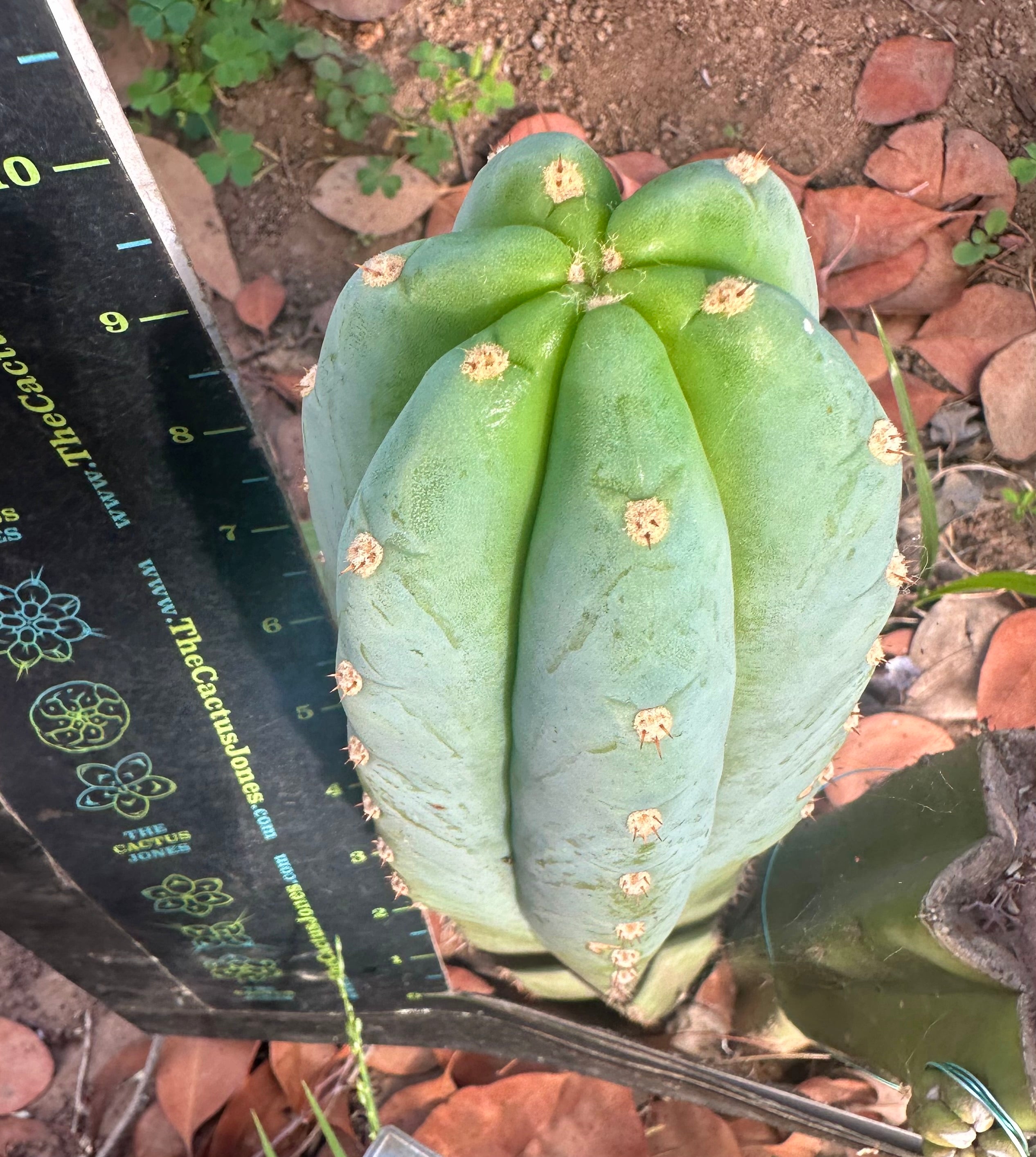 👑🌶️ Tom Juuls Giant — 10” Tip