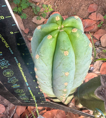 👑🌶️ Tom Juuls Giant — 10” Tip