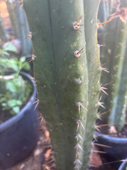 👑🌶️ Huari — 10” Tip
