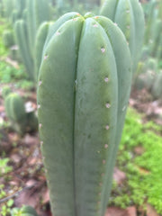 👑🌶️ Scop A — XXL 15” Pup