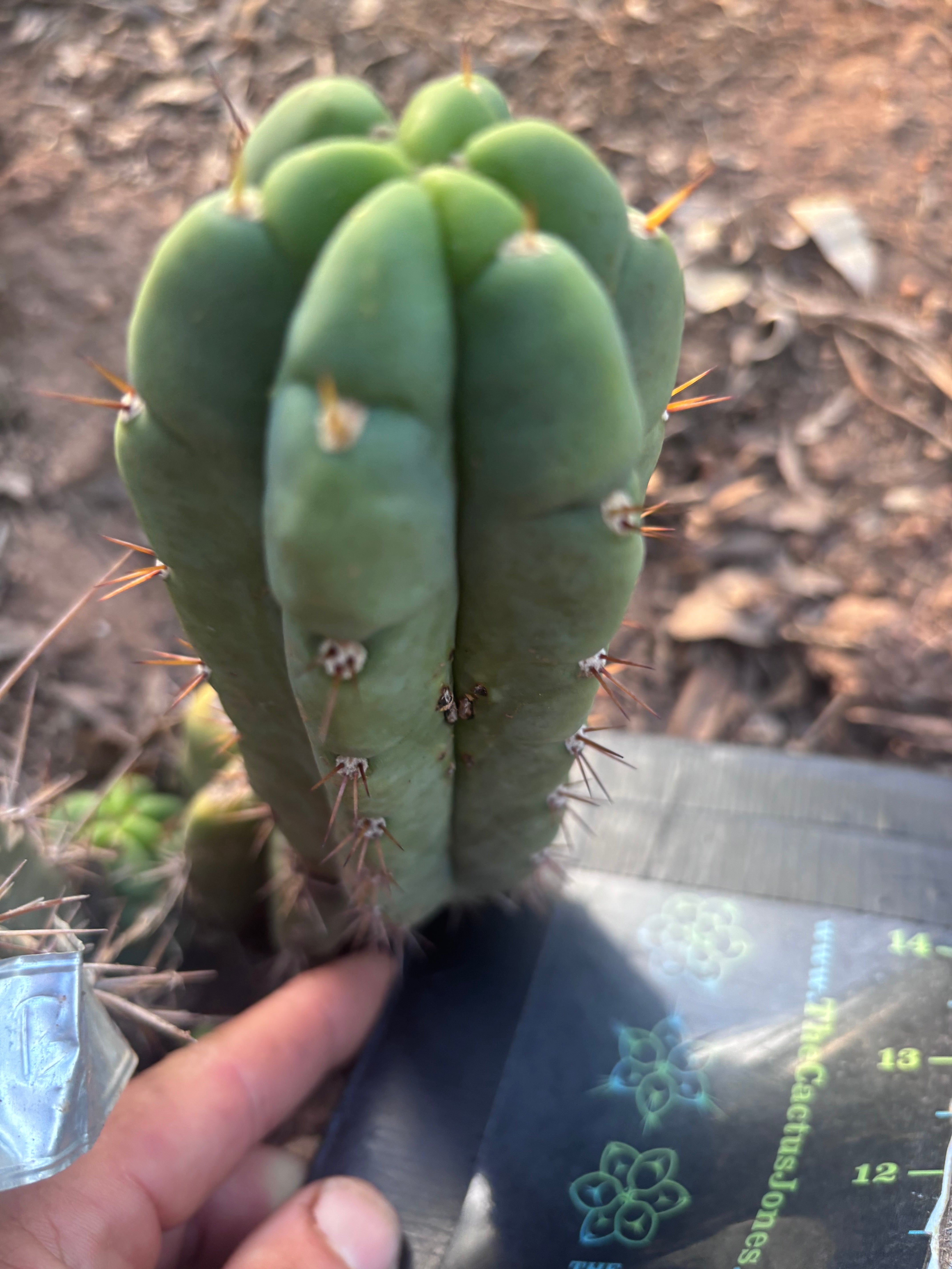 💎👑🌶️🌶️ Austy’s Bomb — 6” Pup