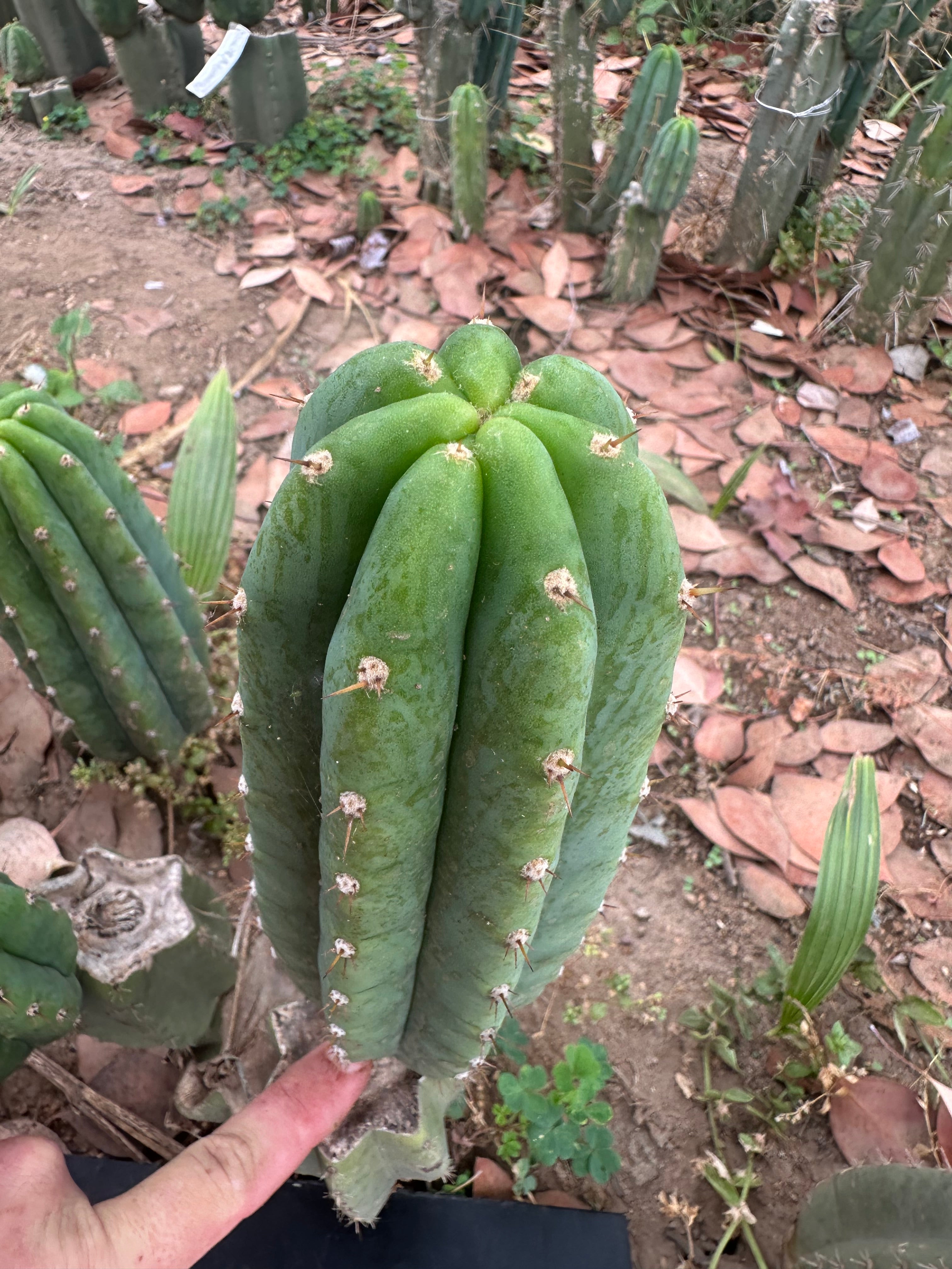 👑🌶️🌶️ Landfill — 10” Pup