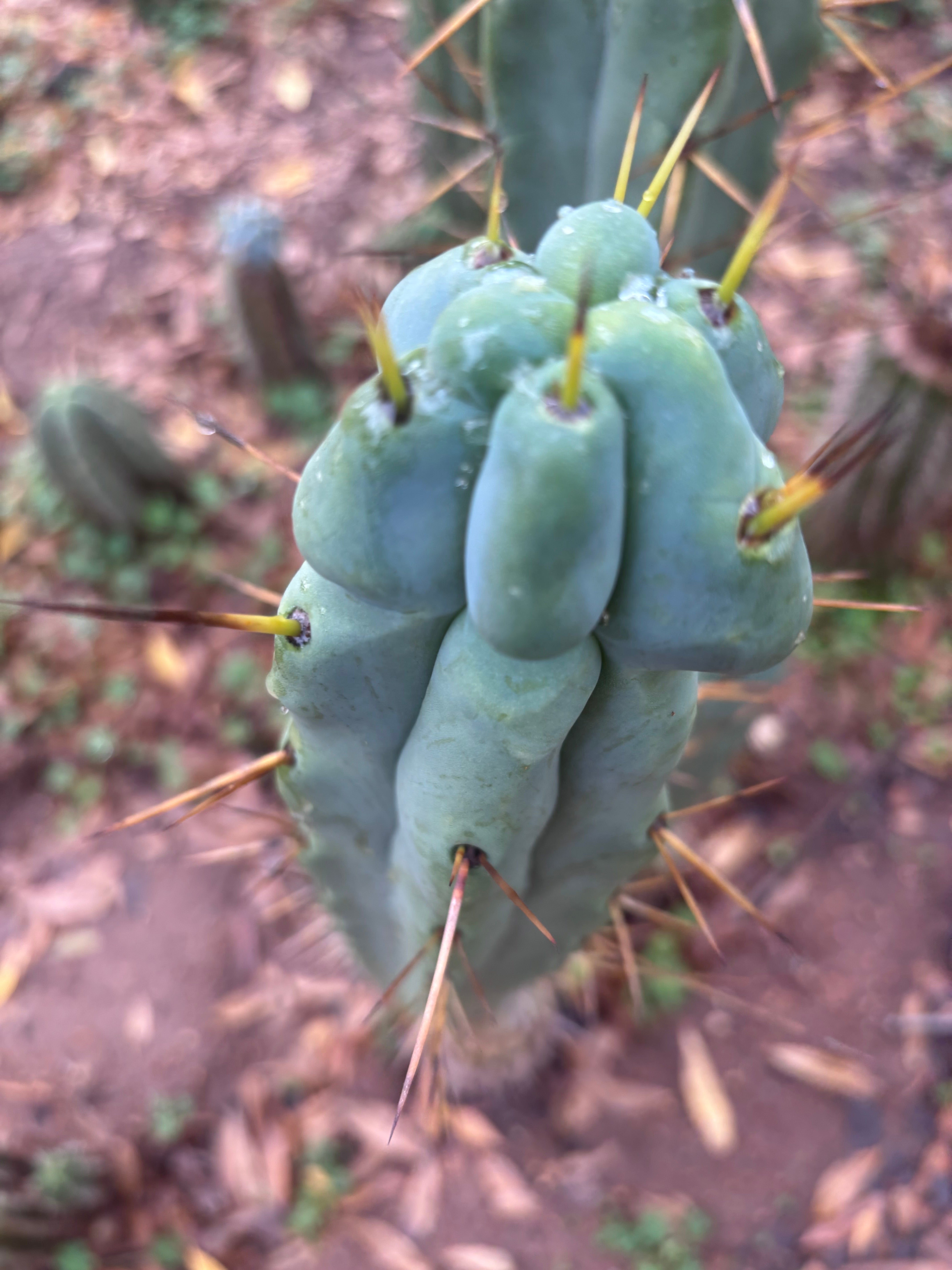 💎🌶️ Kai x Sina — Melty 10” Tip