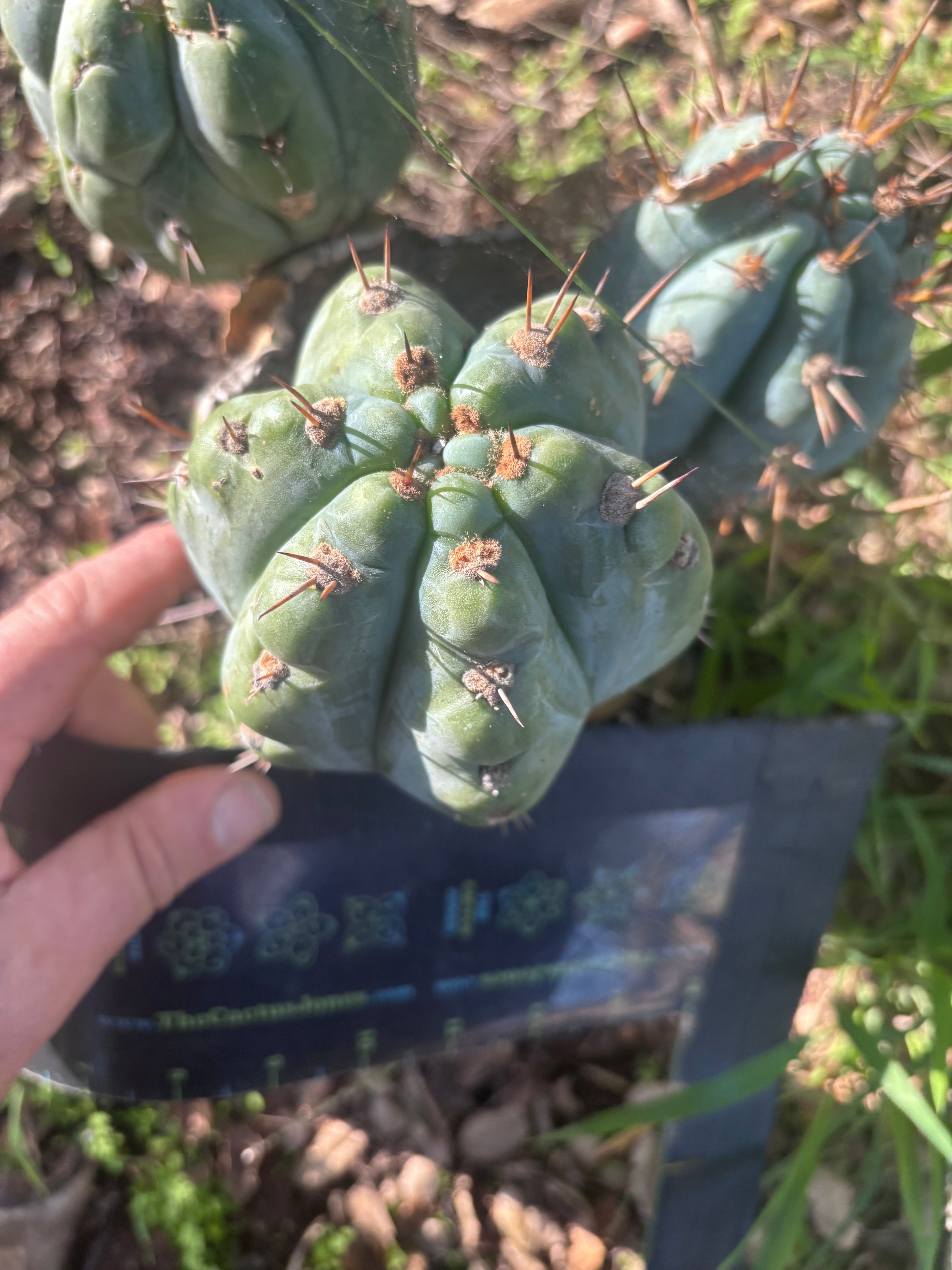 Custom Listing for Eric C