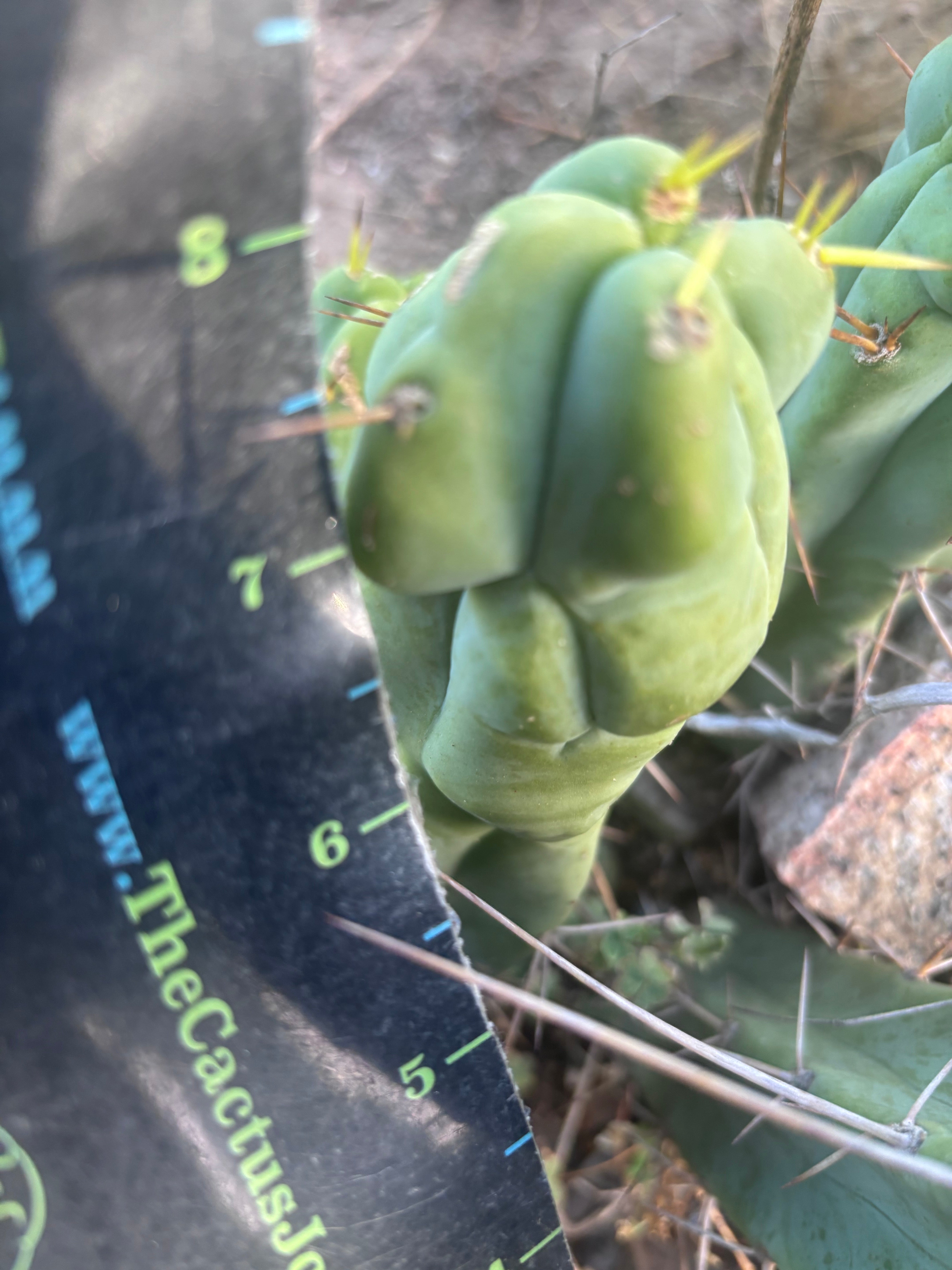 👑🌶️  Mel — 8” Pup