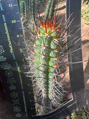 👑 SS04 — 10” Pup