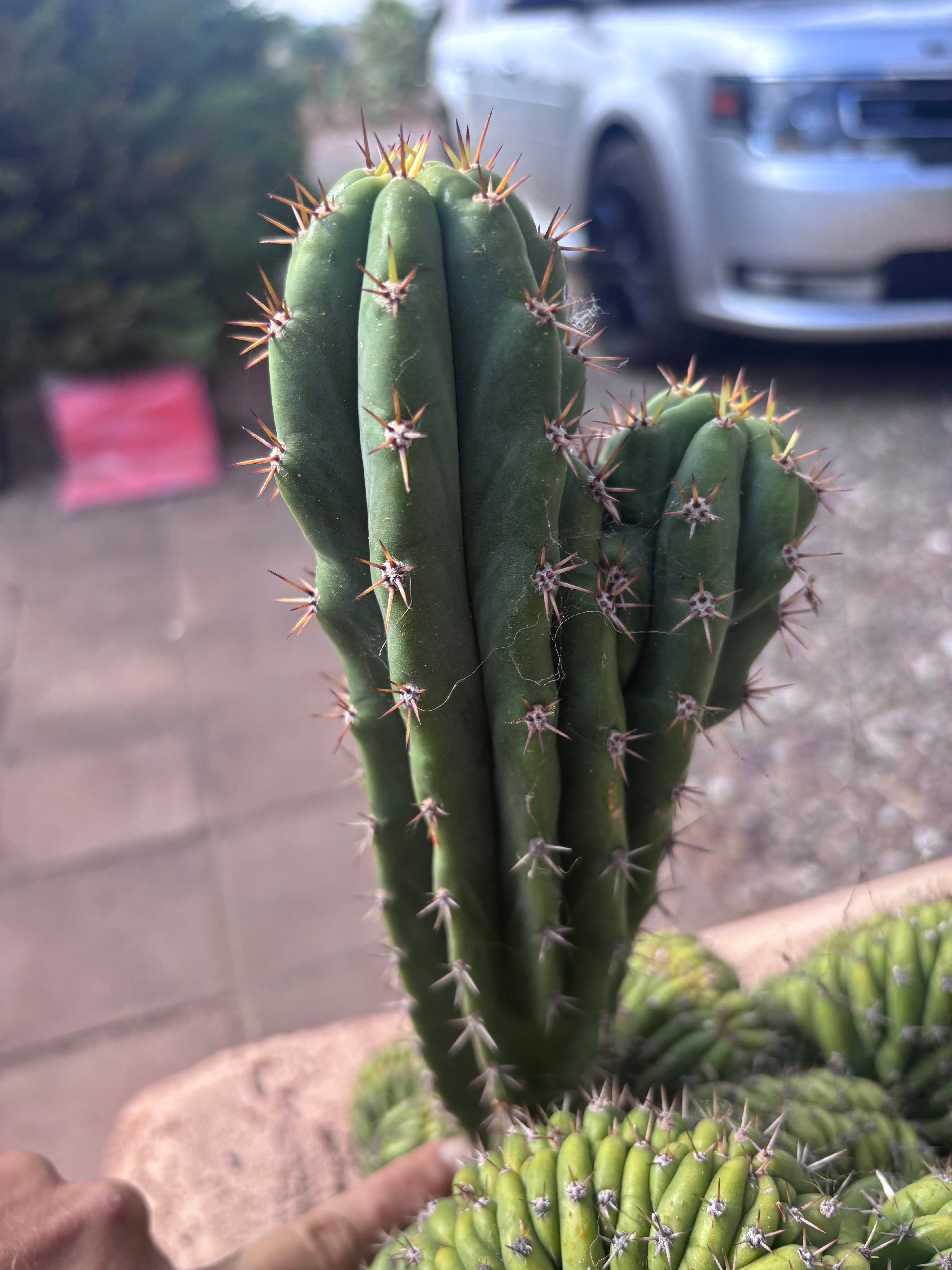 🦄 Olivia x TPM —  10” Dichotomous Tip
