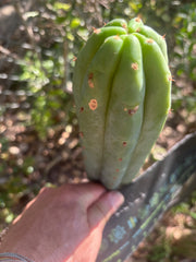 💎👑🌶️🌶️ KR04 — Another 7” Tip