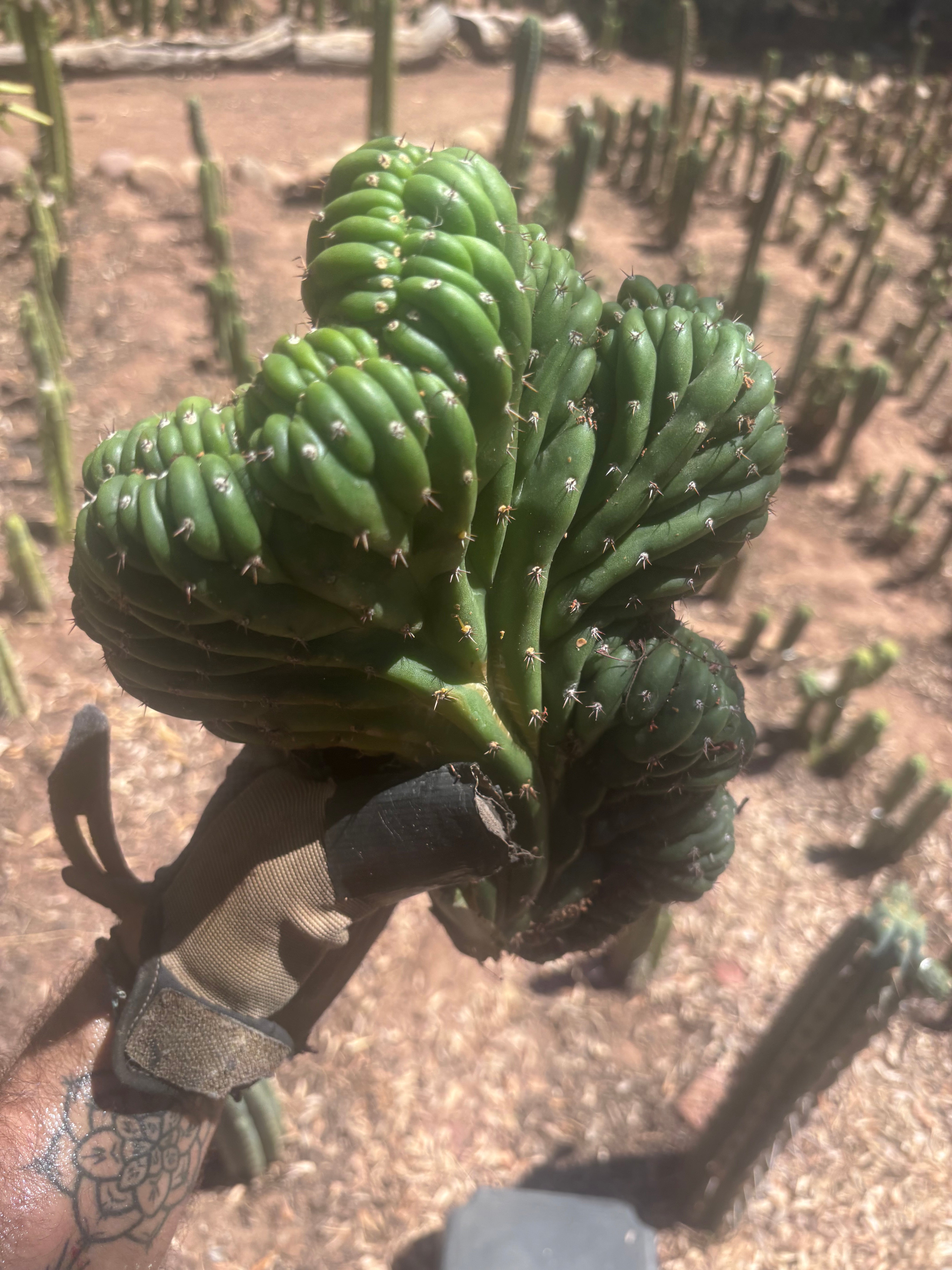 💎👑 TPMC — Large Crests (3)