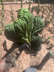 💎👑 TPMC — Large Crests (3)