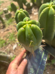 👑🌶️🌶️  Another Jiimz Twin Spine