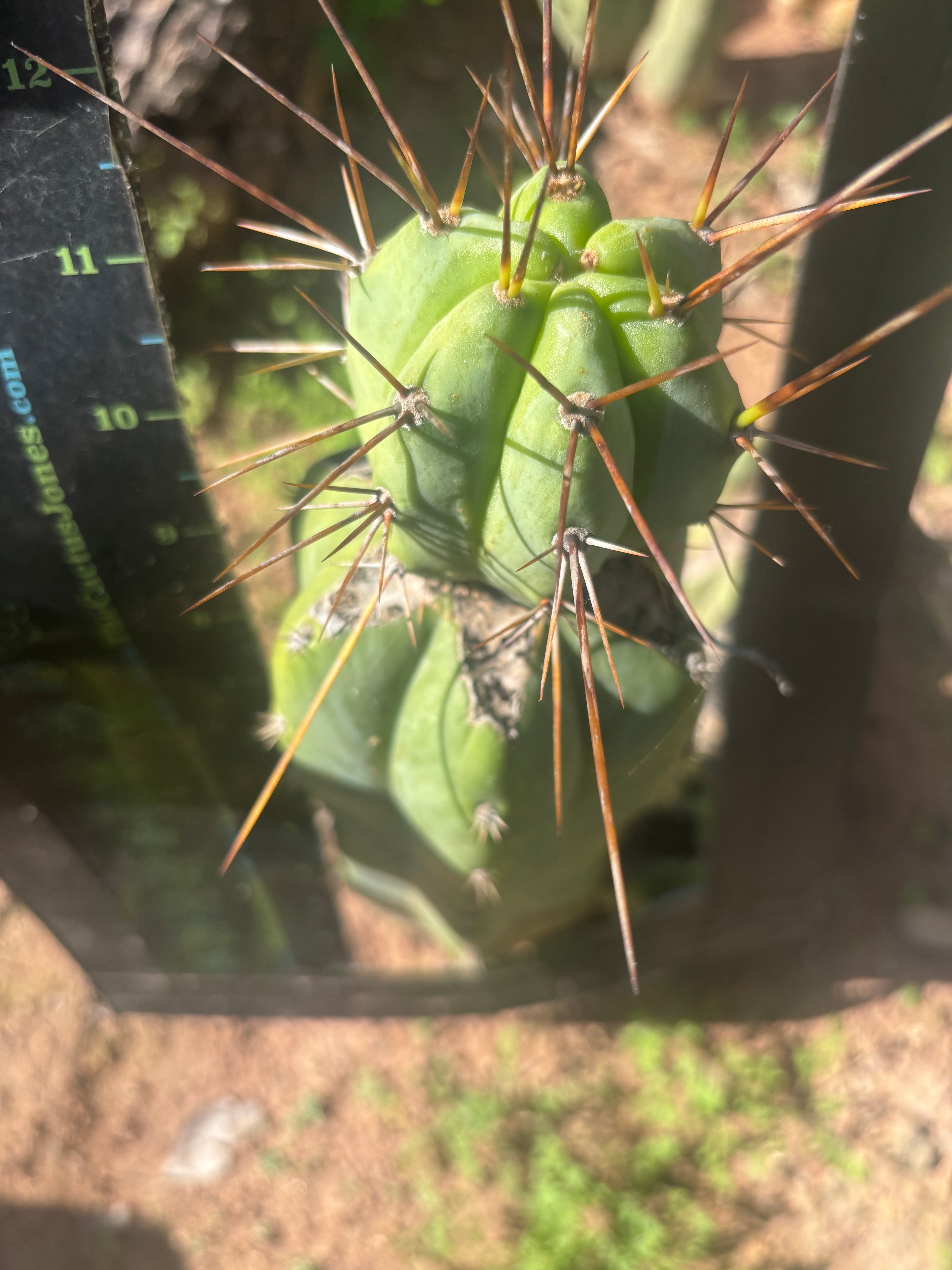 👑💎🌶️  CSD — Another Beefy Tip Graft