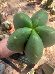 👑🌶️ Zulk — Thick 10” Tip