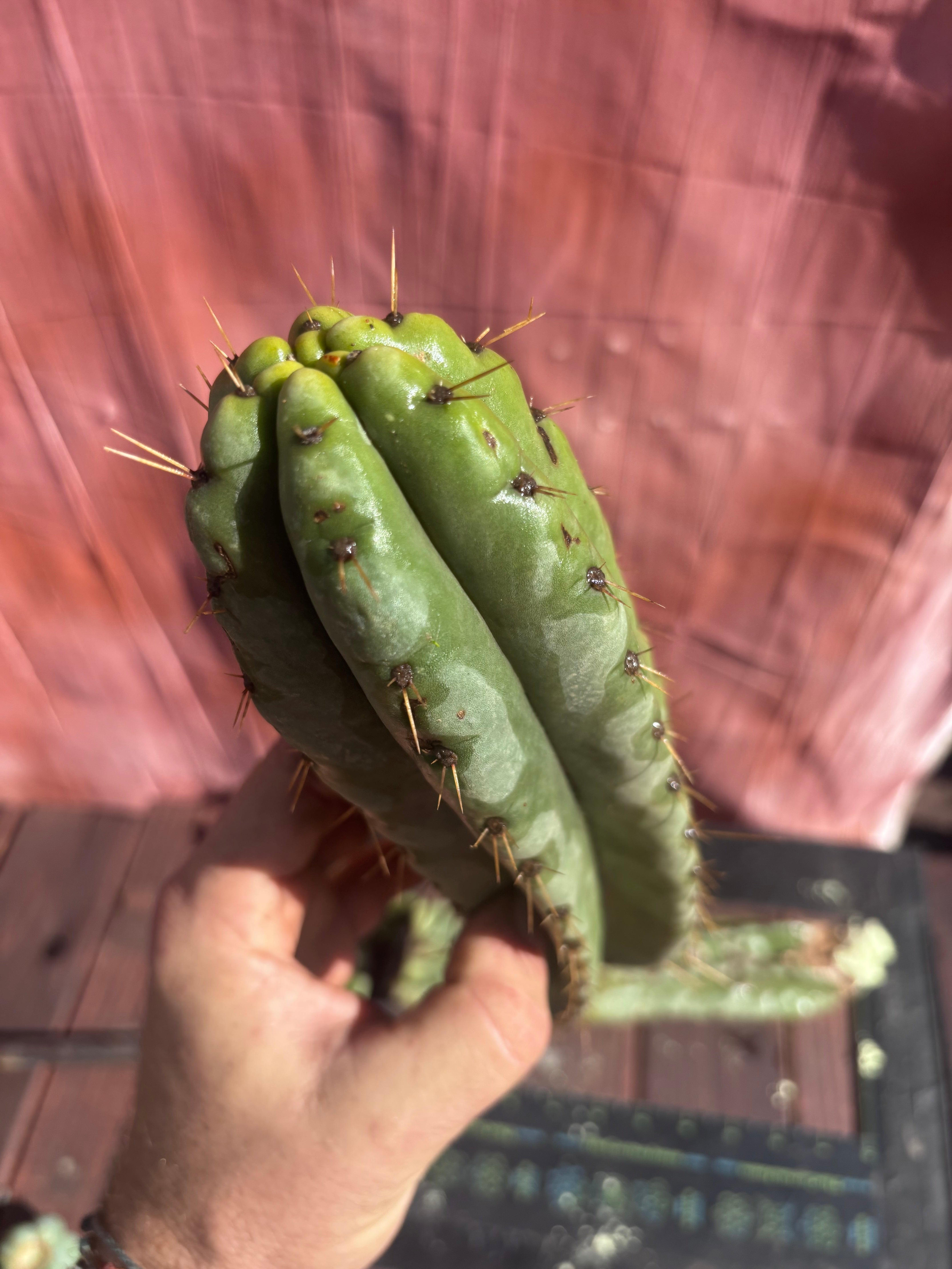 👑🌶️ Yowie — 24” Total