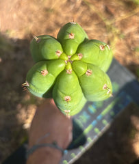 👑 Adele — XL 12” Pup