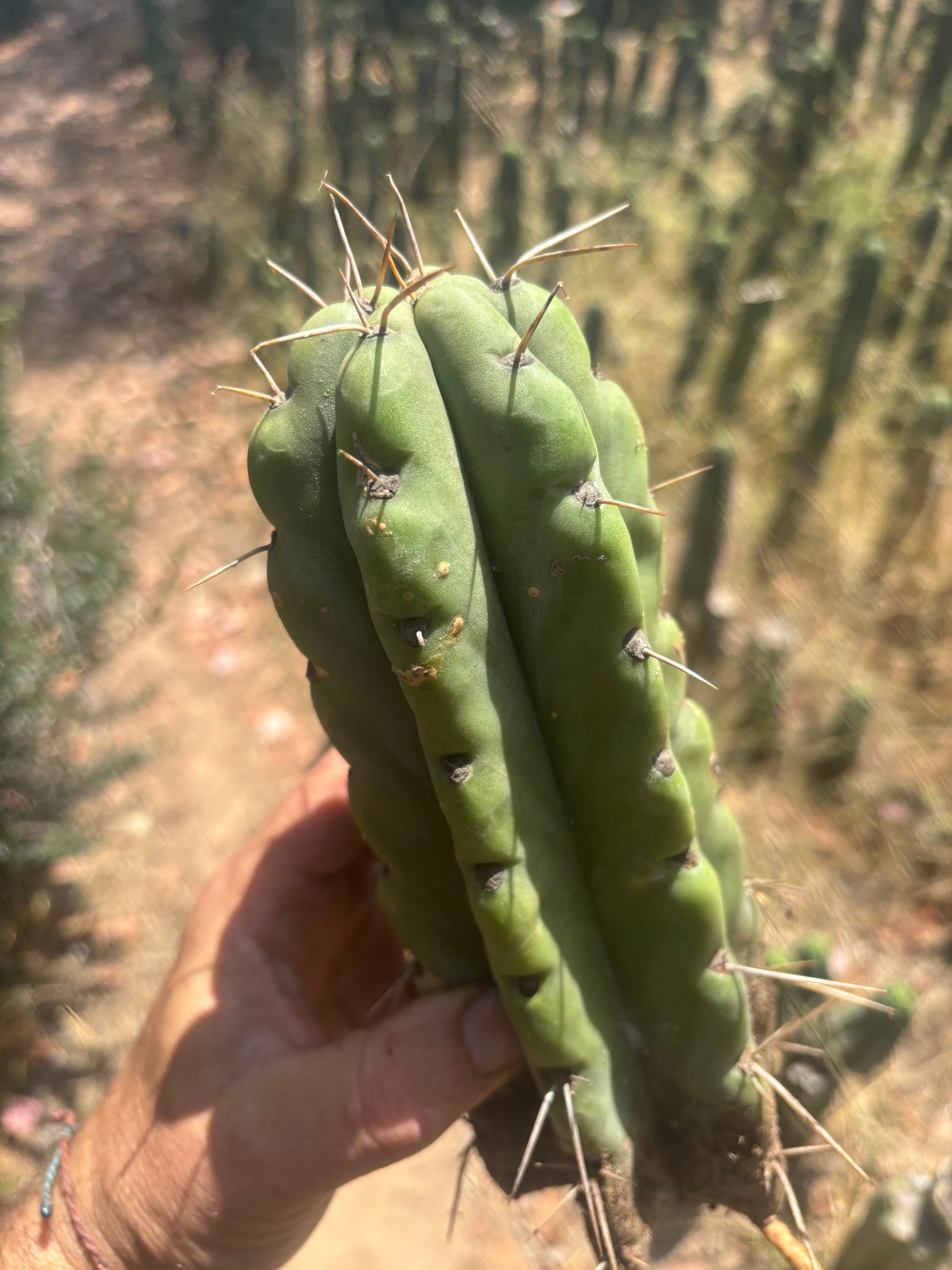 💎💎🌶️🌶️ NOM — 9” Tip, Throwing Roots