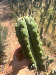 💎💎🌶️🌶️ NOM — 9” Tip, Throwing Roots