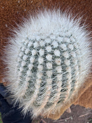 💎 T. Atacamensis — 12” x 9” Fur Melon