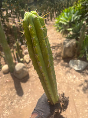 💎 SS02 x DeCosta — XL Seed Grown 21”