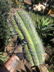 💎⚔️ Taq-Shecki — 16” Beast of a Tip