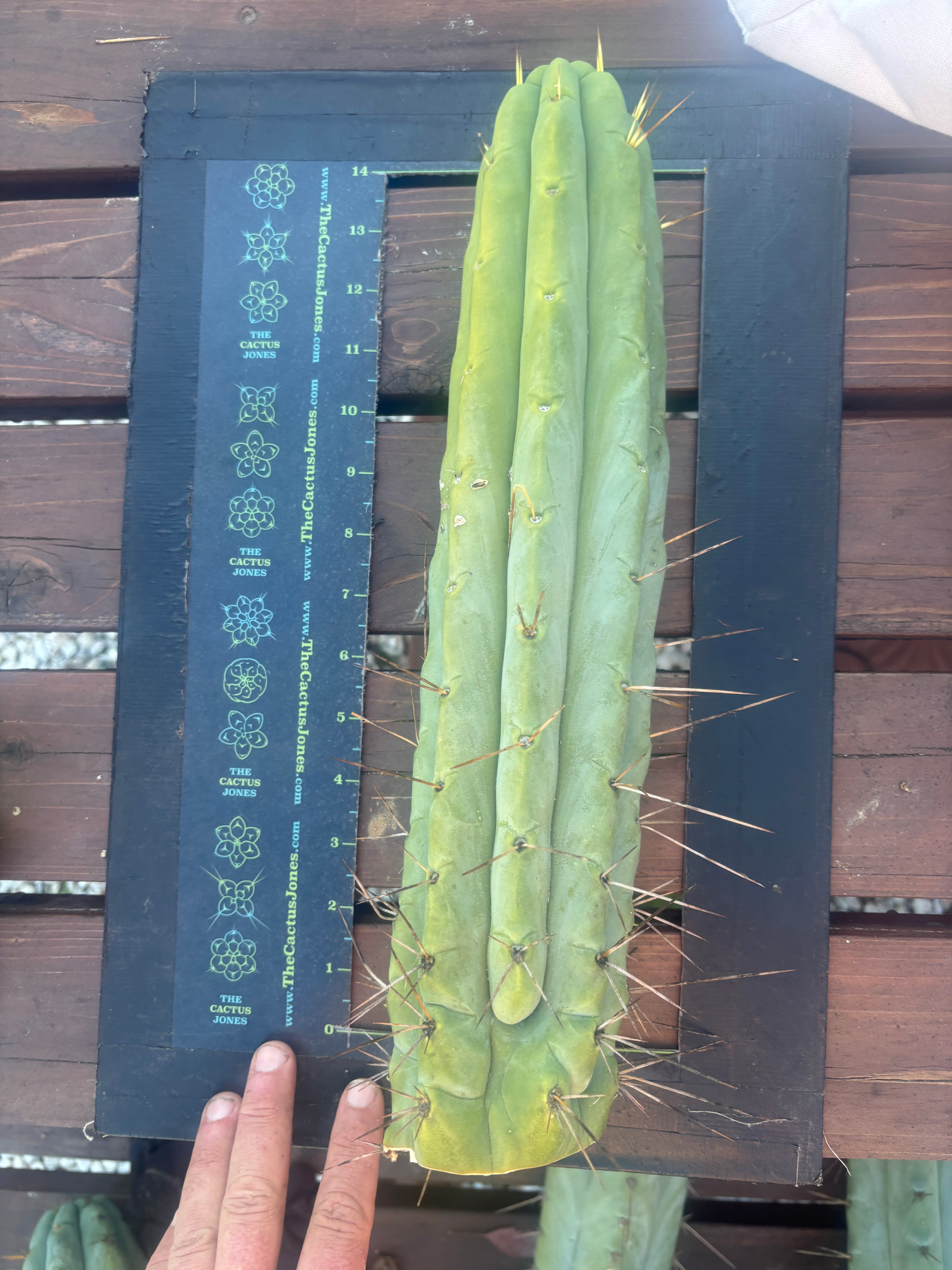 👑💎🌶️🌶️ Eileen — 15” Mega Tip (One More)