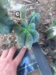 💎👑💎 Zordon  — 8” Pup