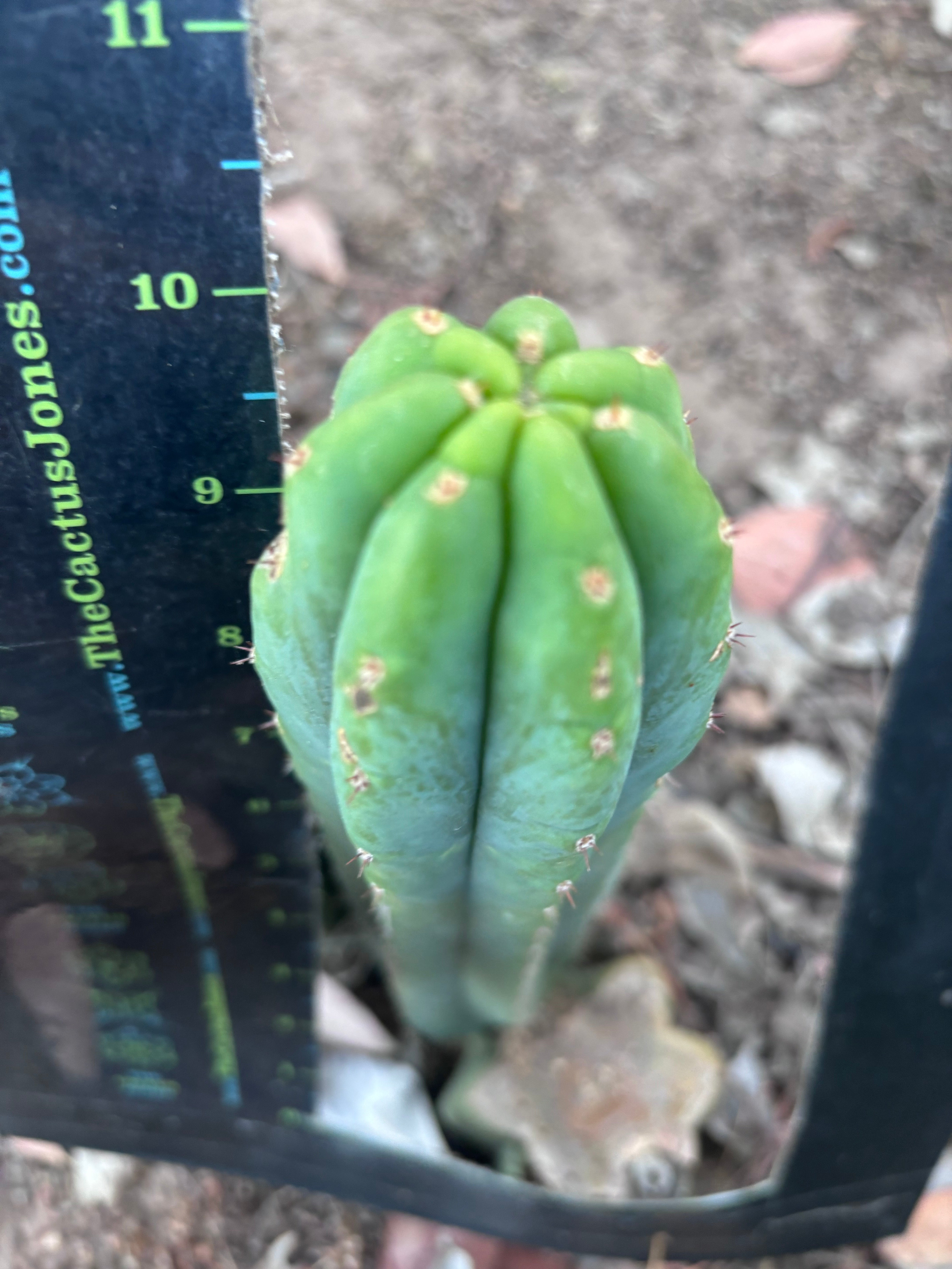 Custom listing for Alexi P