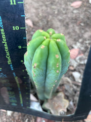 Custom listing for Alexi P