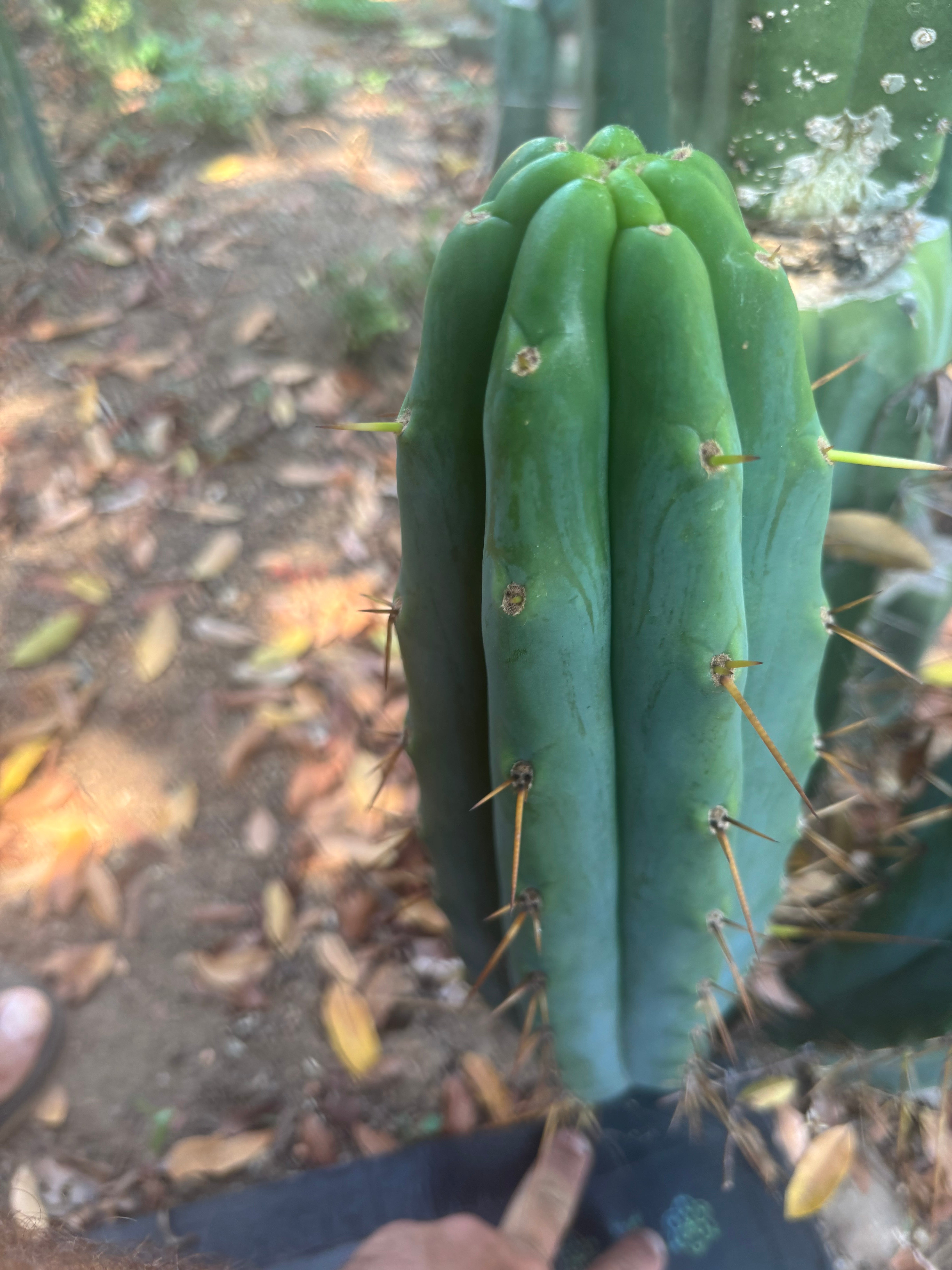 👑🌶️ Hammer — Big 15” Pup