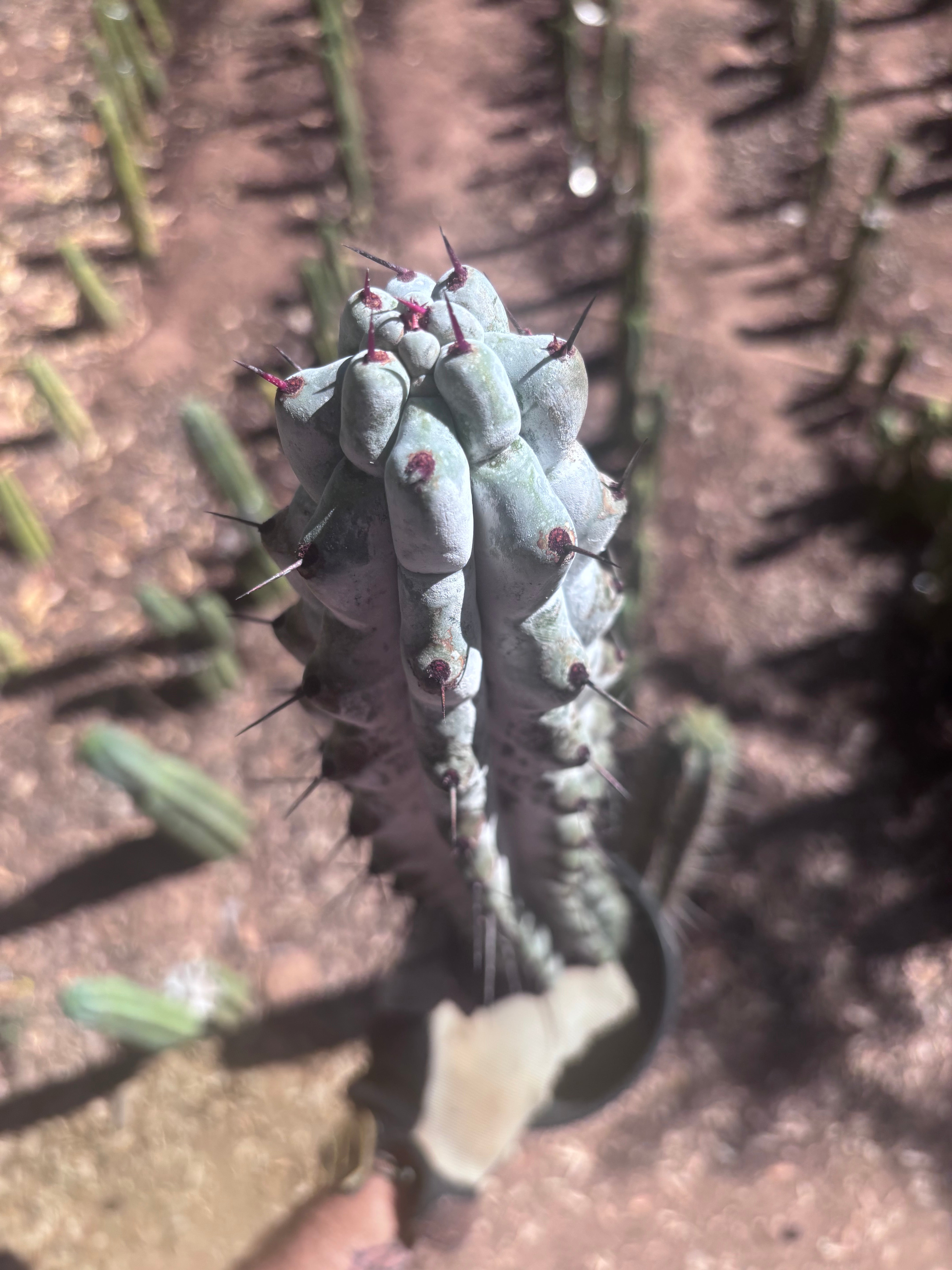 💎 Stenocereus Beneckei — XL 21” Fully Rooted