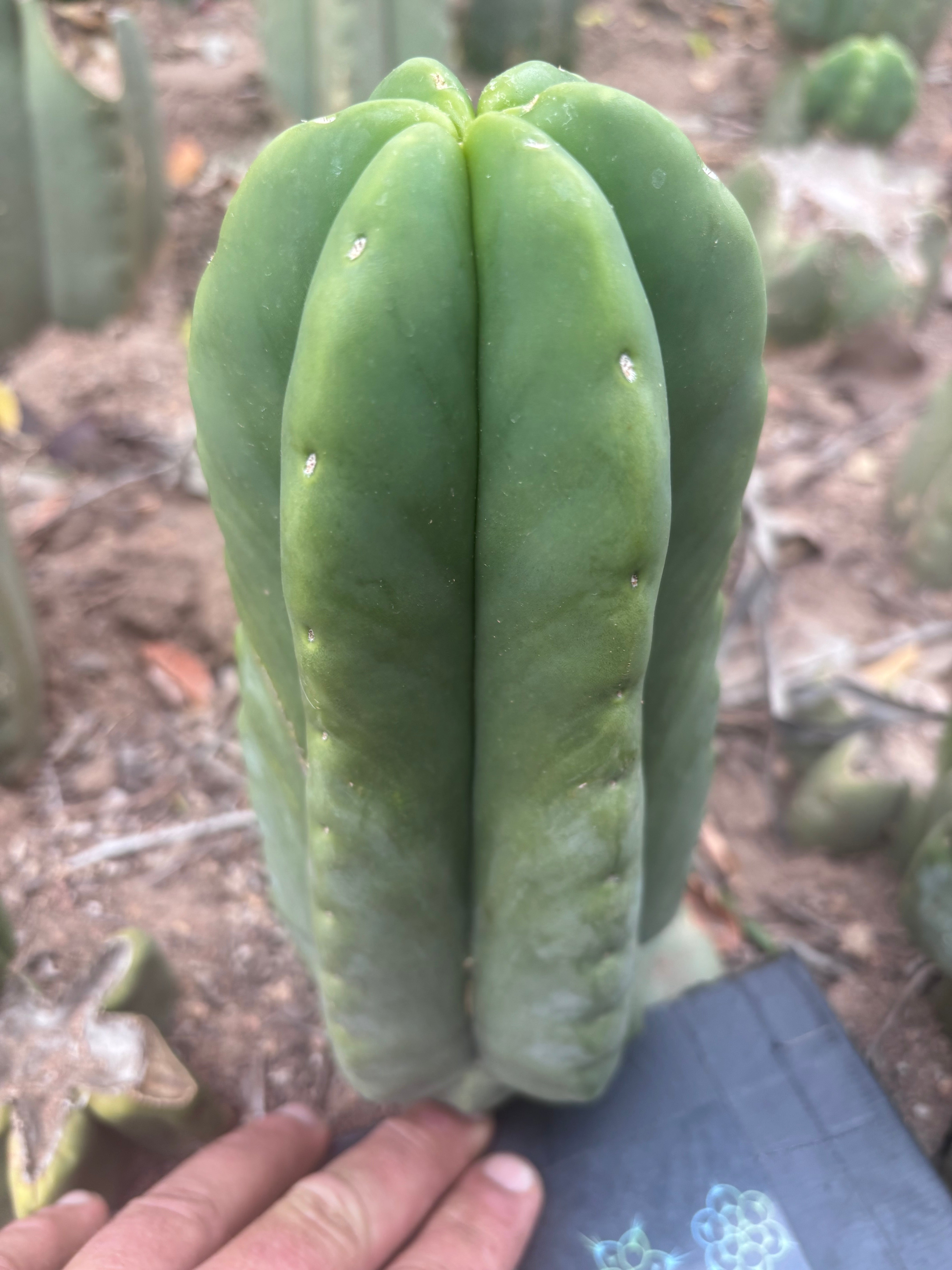 💎👑💎🌶️ Ferah — XL Pup
