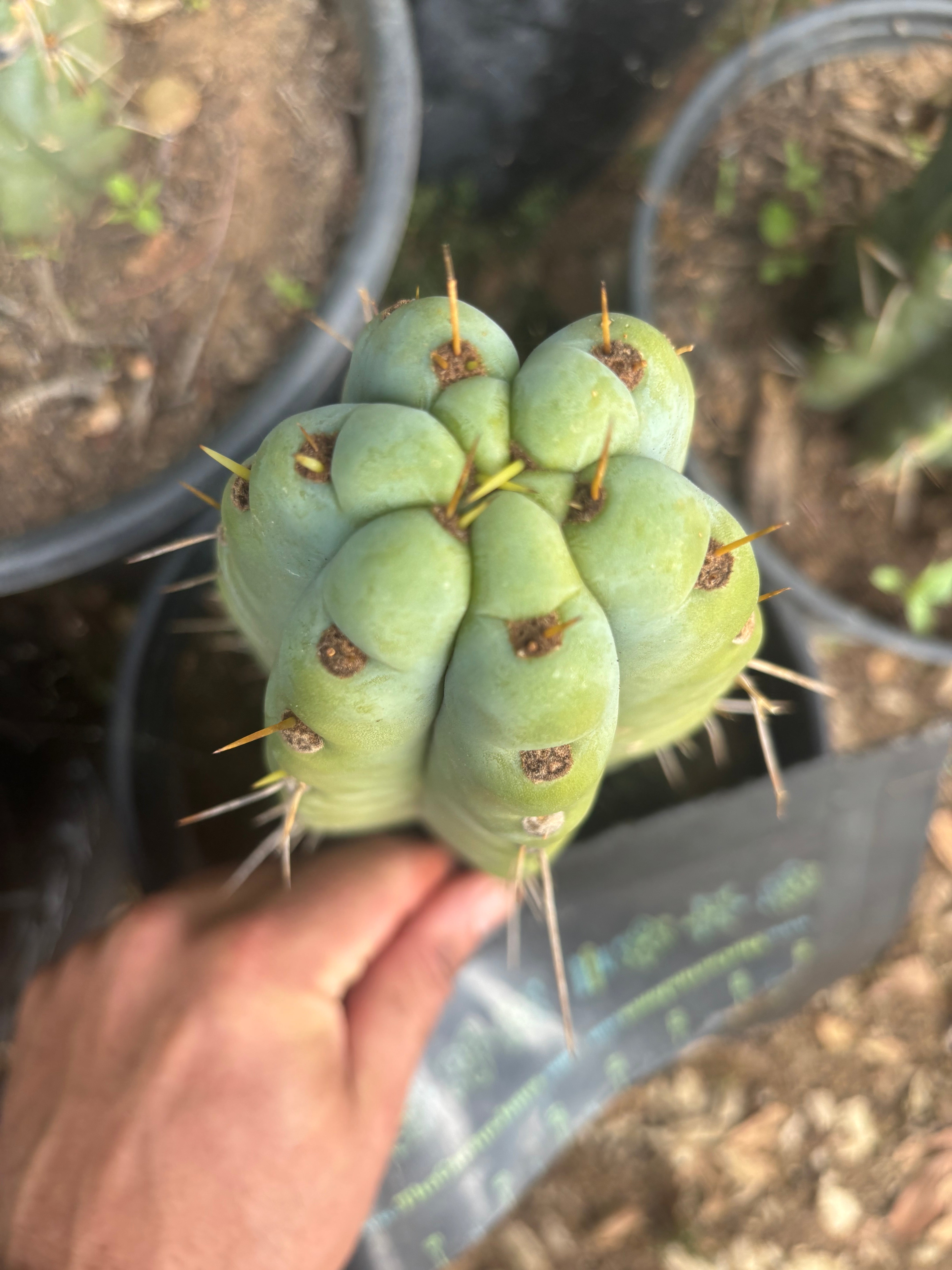 💎🌶️🌶️ NOM — Thick 7” Tip