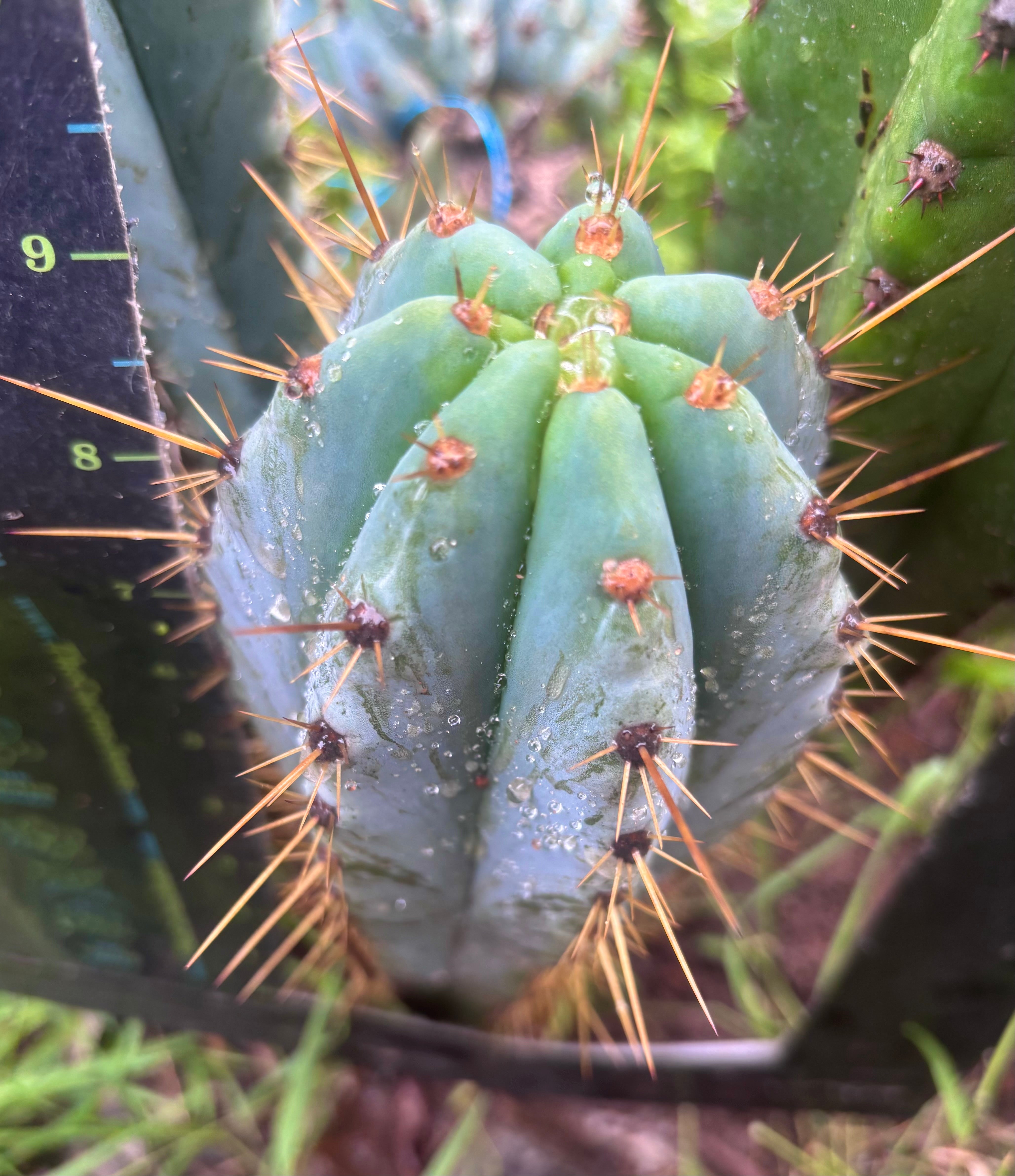 💎👑 Argentinensis “Coopers Clone” — 9” Tip