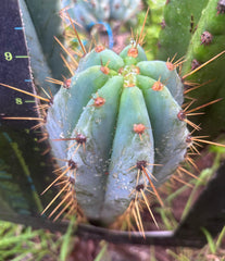 💎👑 Argentinensis “Coopers Clone” — 9” Tip
