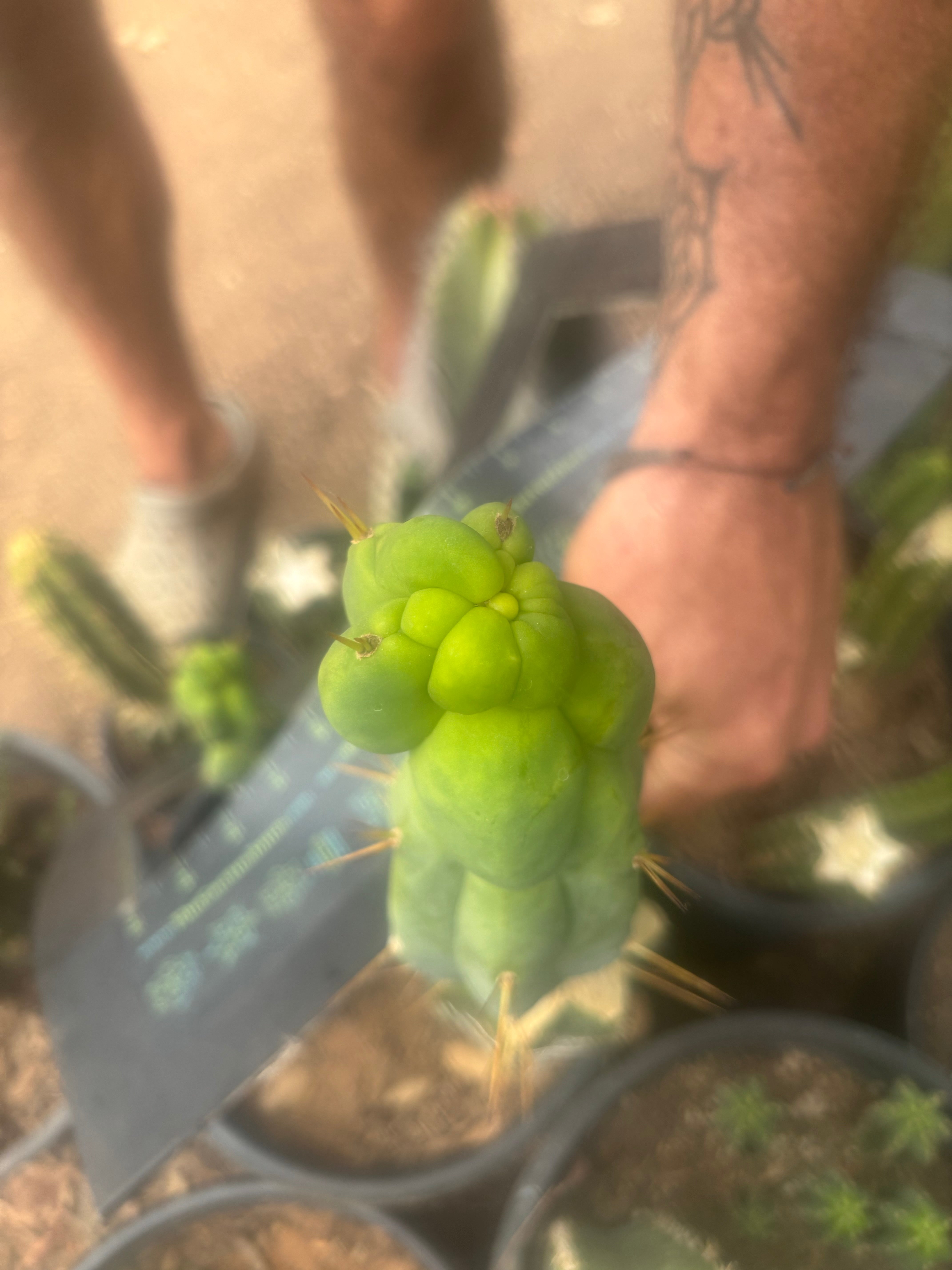 💎👑🌶️ Sam02  — 7” Tip