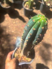 💎👑 Ferret — Rooted 14” Tip